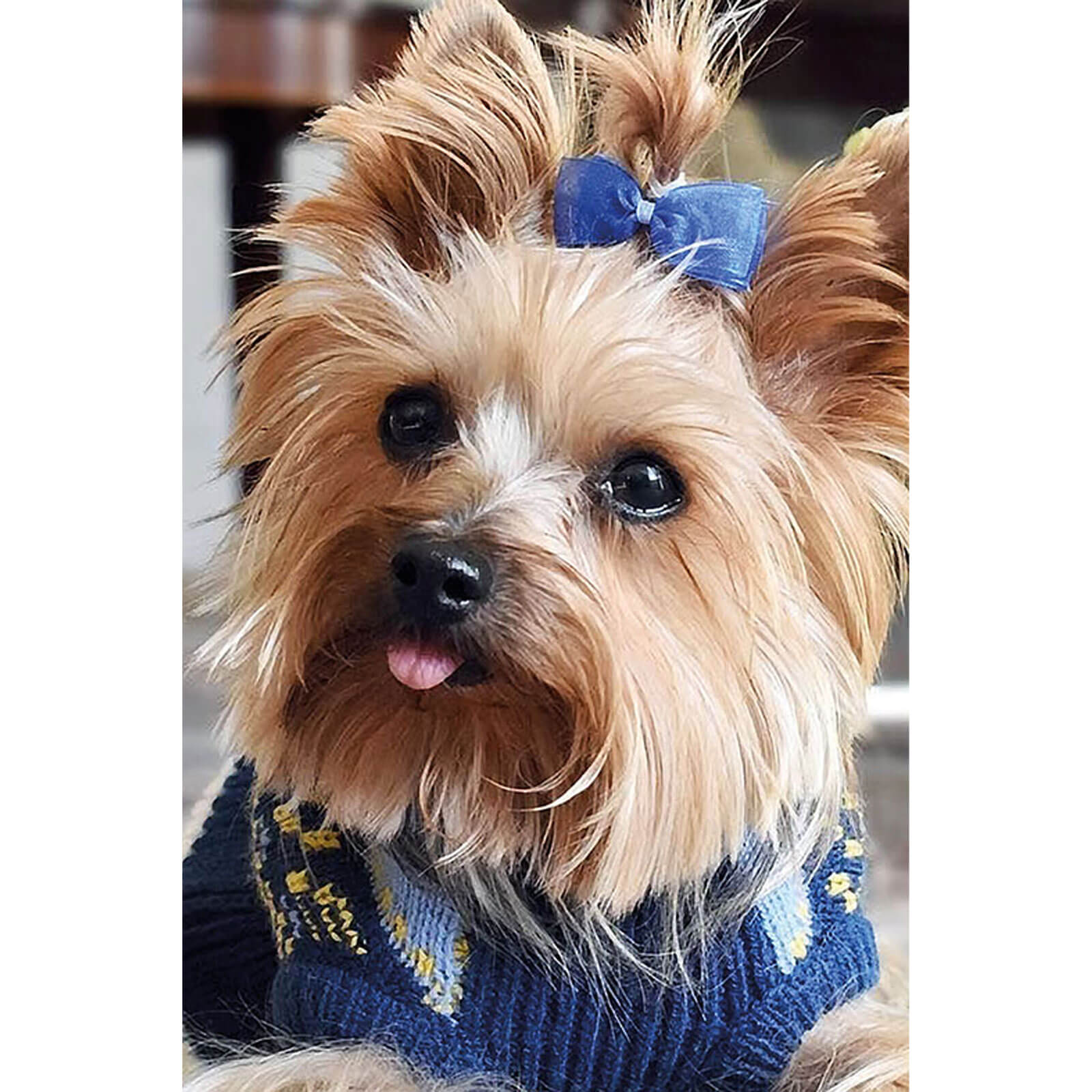 5D Diamond Painting 20x30 cm | Fluffy Fashionista (LC055e) – Diamond painting | Varvikas.Shop