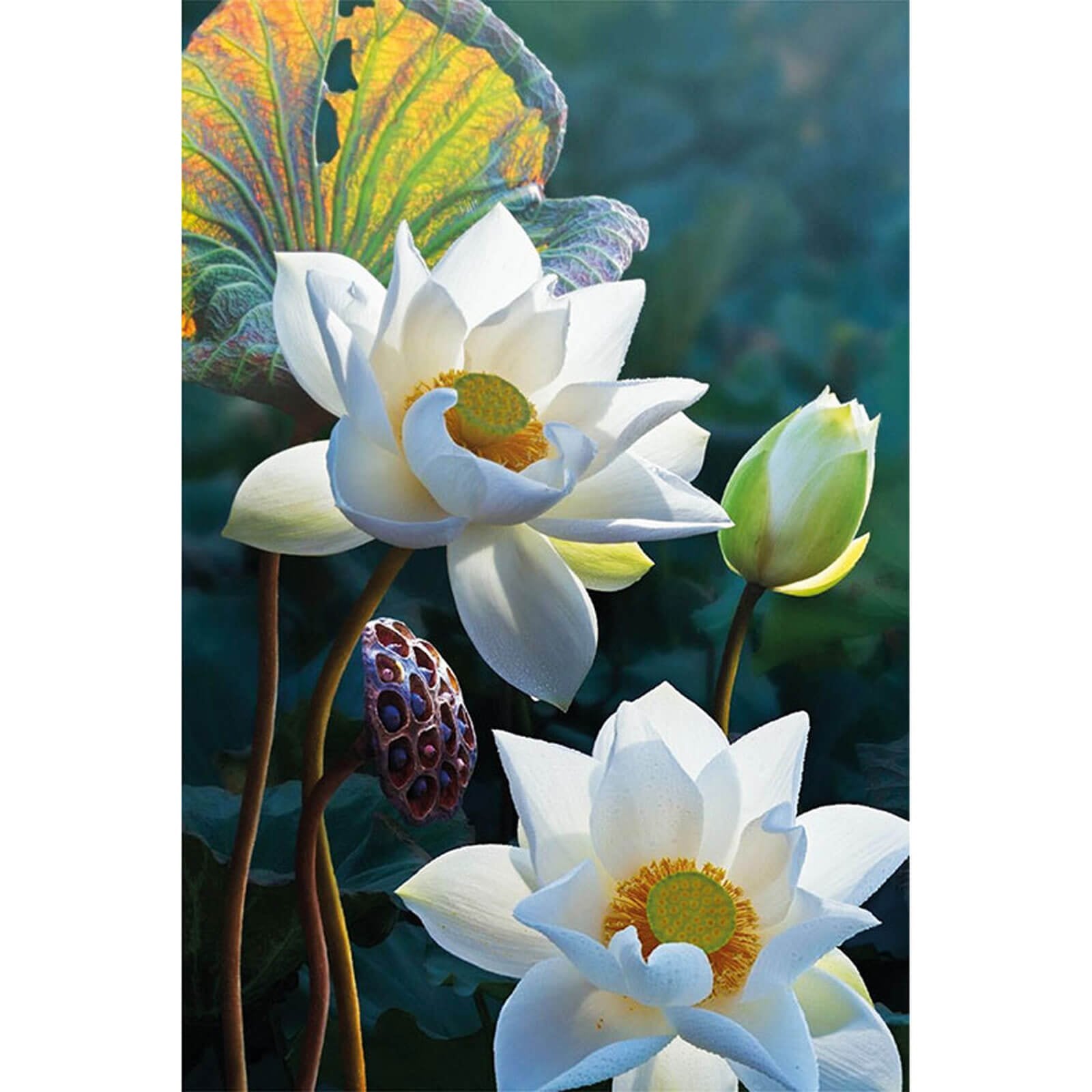 5D Diamond Painting 20x30 cm | The Tenderness of the Lotus (LC051e) – Diamond painting | Varvikas.Shop