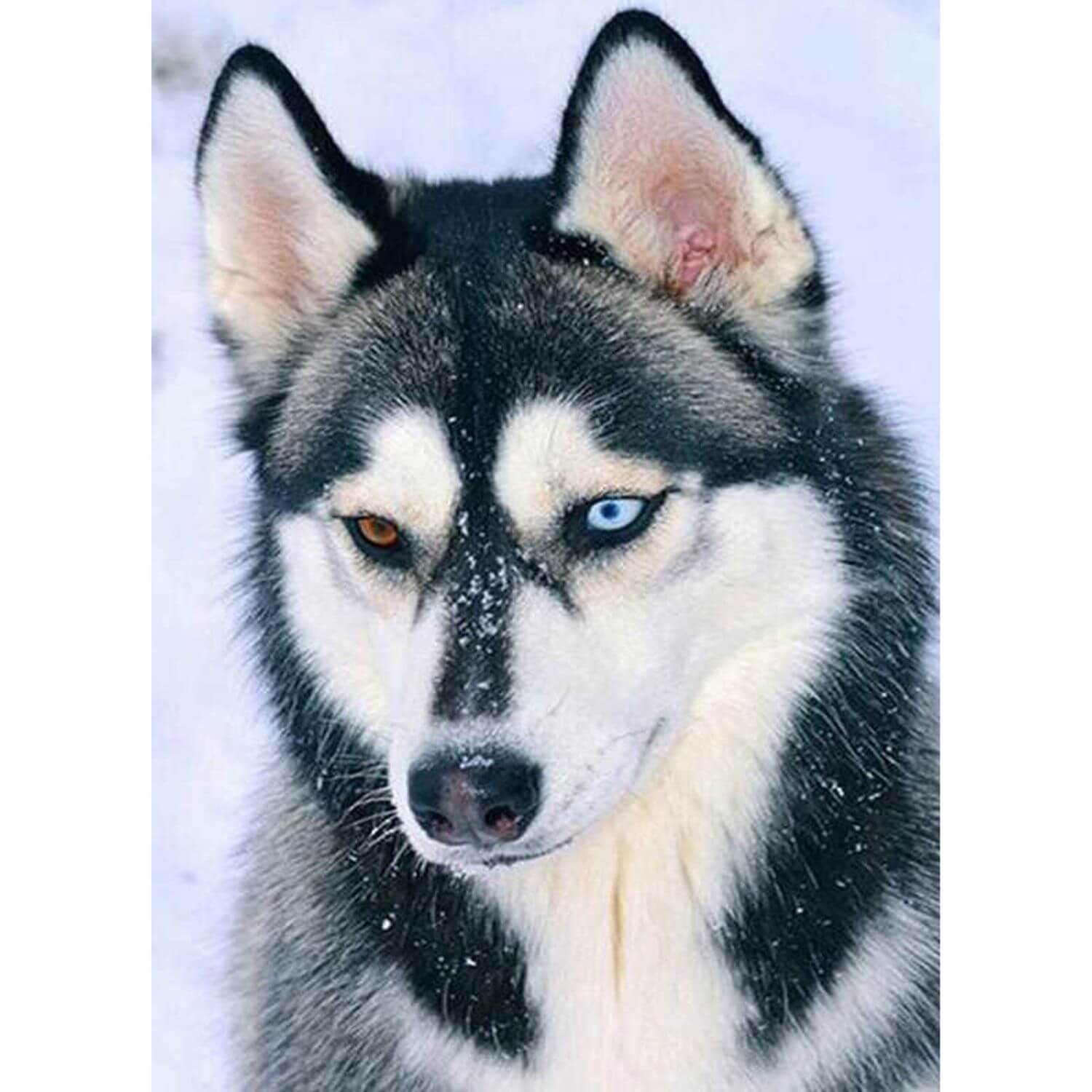 5D Diamond Painting 30x40 cm | Amazing husky (LE130e) – Diamond painting | Varvikas.Shop