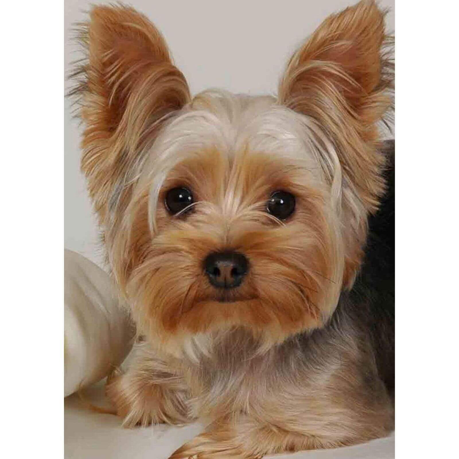 5D Diamond Painting 30x40 cm | Faithful friend (LE128e) – Diamond painting | Varvikas.Shop