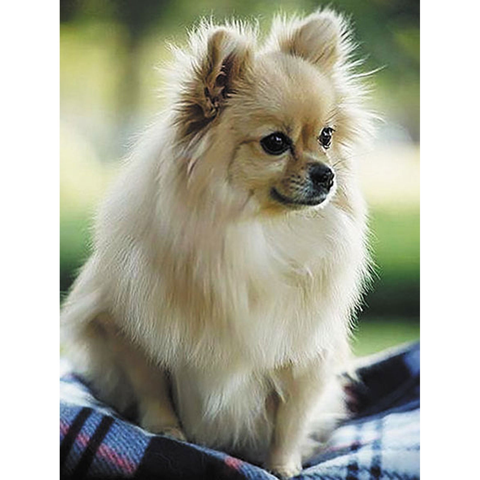 5D Diamond Painting 30x40 cm | True friend (LE131e) – Diamond painting | Varvikas.Shop