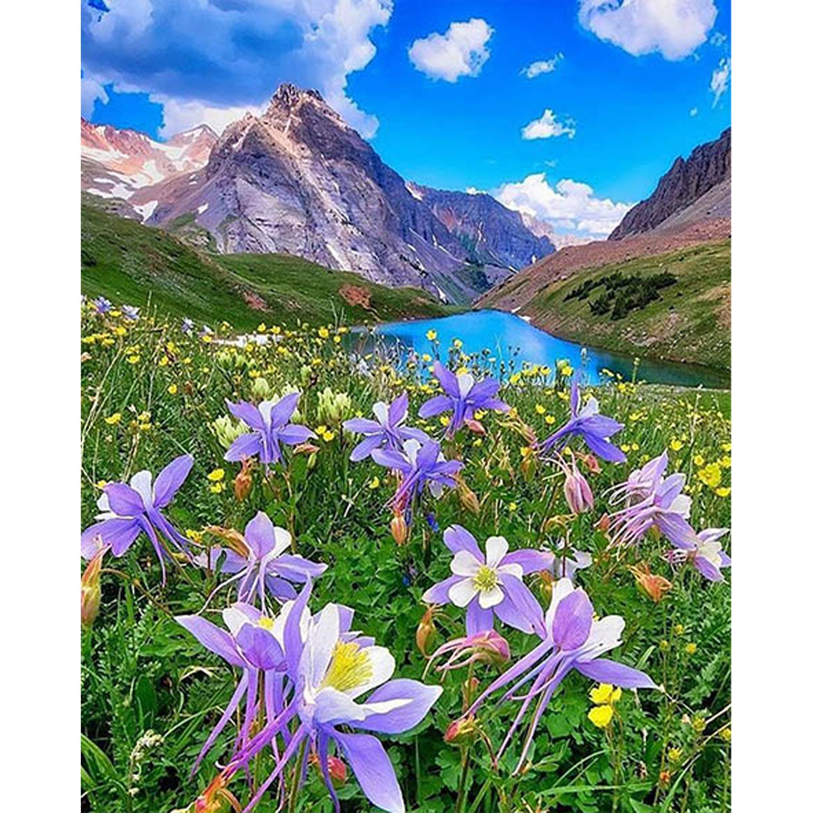 5D Diamond Painting 40x50 cm | Blooming Meadow (LG302e) – Diamond painting | Varvikas.Shop