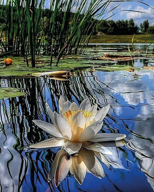 5D Diamond Painting 40x50 cm | Fragrance of the morning (LG314e) – Diamond painting | Varvikas.Shop