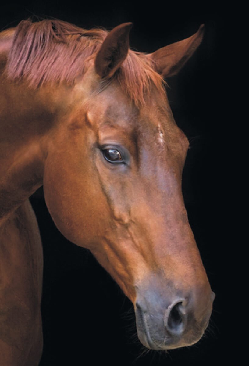 5D Diamond Painting 40x50 cm | Horse in Silence (LG199e) – Diamond painting | Varvikas.Shop
