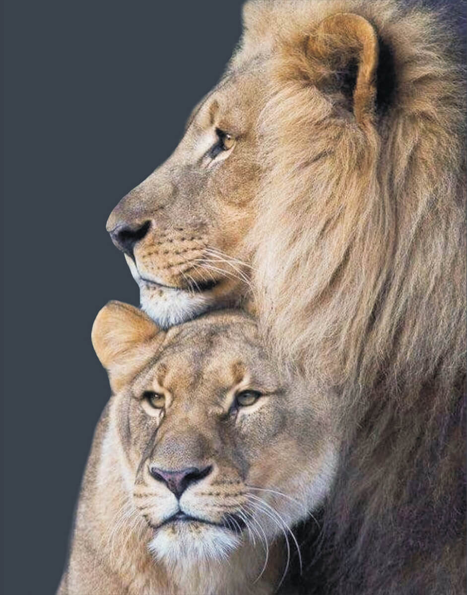 5D Diamond Painting 40x50 cm | Lion Family (LG203e) – Diamond painting | Varvikas.Shop
