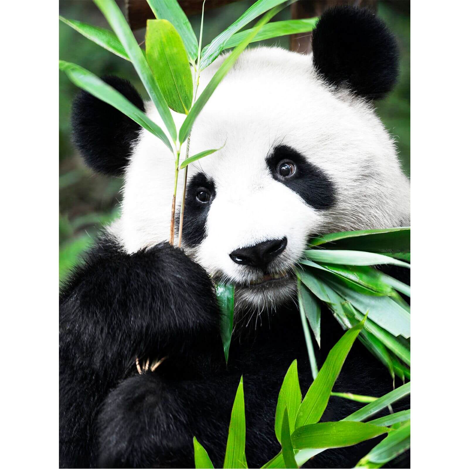 5D Diamond Painting 40x50 cm | Panda Idyll (LG353e) – Diamond painting | Varvikas.Shop