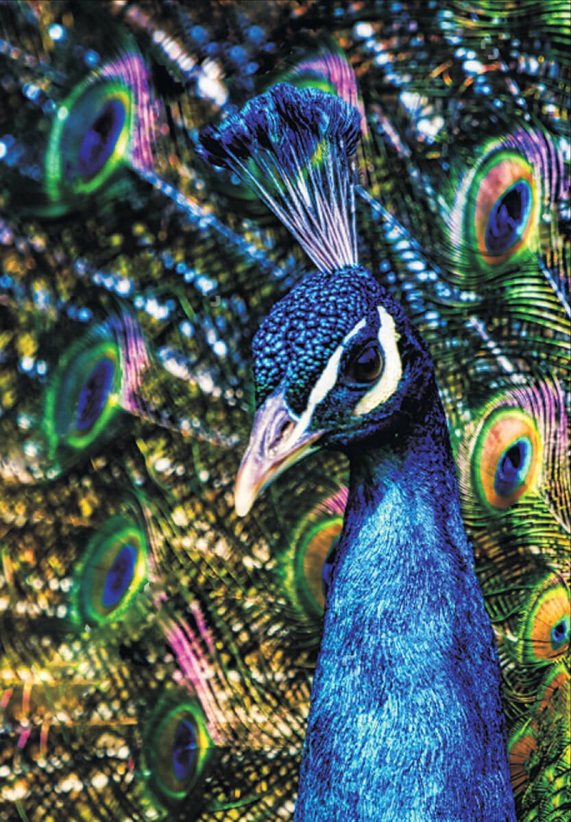5D Diamond Painting 40x50 cm | Peacock (LG187e) – Diamond painting | Varvikas.Shop