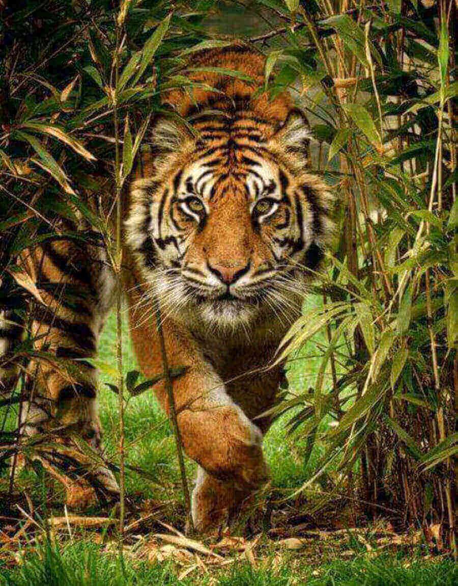 5D Diamond Painting 40x50 cm | Soft gait (LG163e) – Diamond painting | Varvikas.Shop