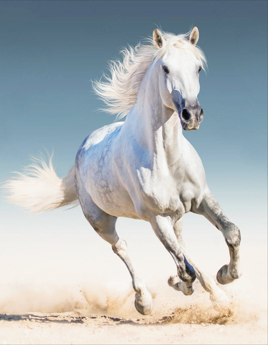 5D Diamond Painting 40x50 cm | White Horse (LG192e) – Diamond painting | Varvikas.Shop