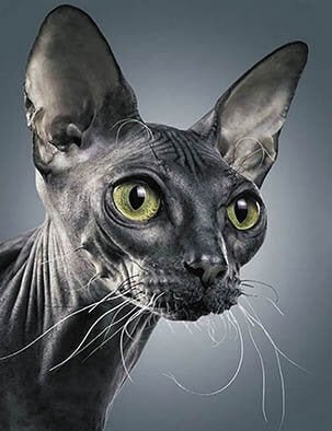 5D Diamond Painting 50x65 cm | Sphynx Cat (LMC034e) – Diamond painting | Varvikas.Shop