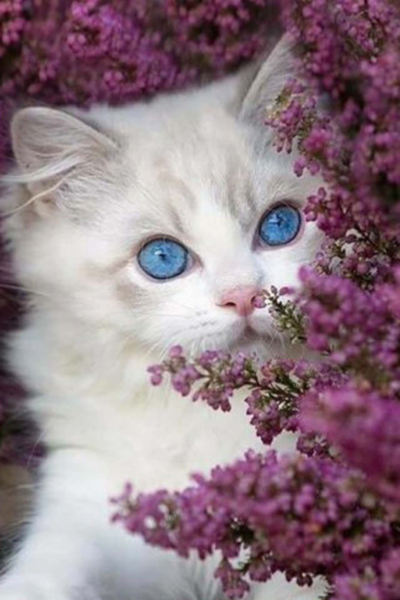 Paint by Numbers 20x30 cm | Glance of lilac (MC1131e) – Painting by numbers | Varvikas.Shop