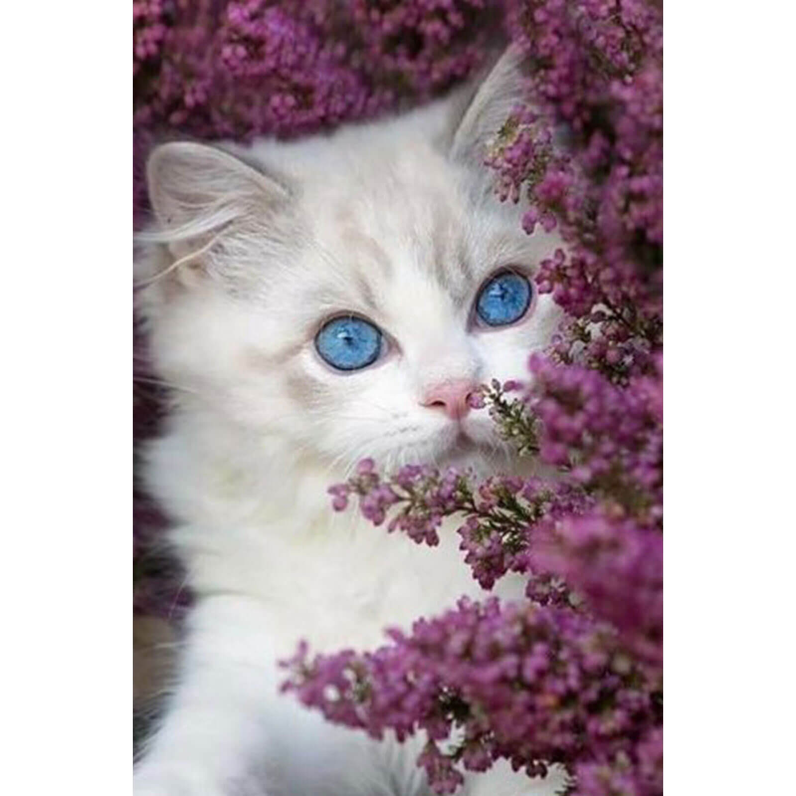 5D Diamond Painting 20x30 cm | Hiding in Lilacs (LC056e) – Diamond painting | Varvikas.Shop