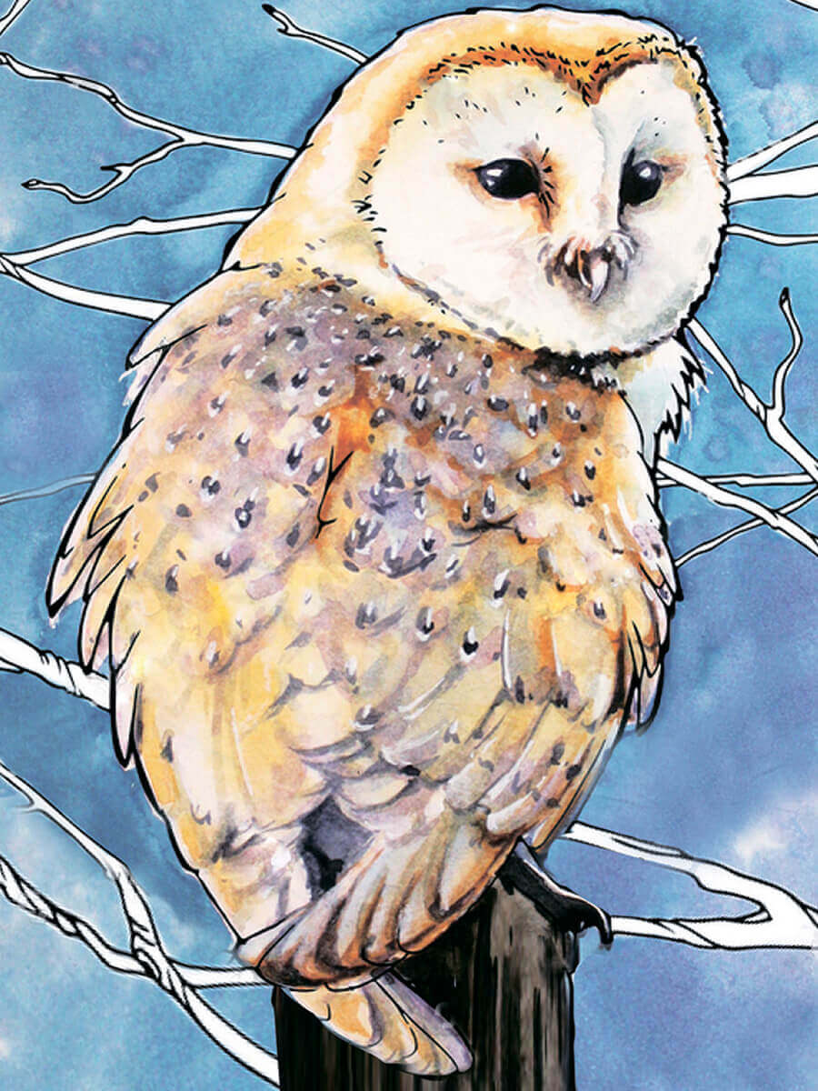 5D Diamond Painting 30x40 cm | Barn Owl (LE120e) – Diamond painting | Varvikas.Shop