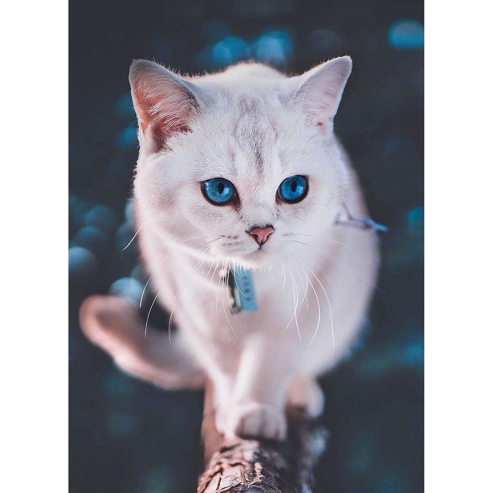 5D Diamond Painting 30x40 cm | Blue - eyed fluffy kitten (LE126e) – Diamond painting | Varvikas.Shop