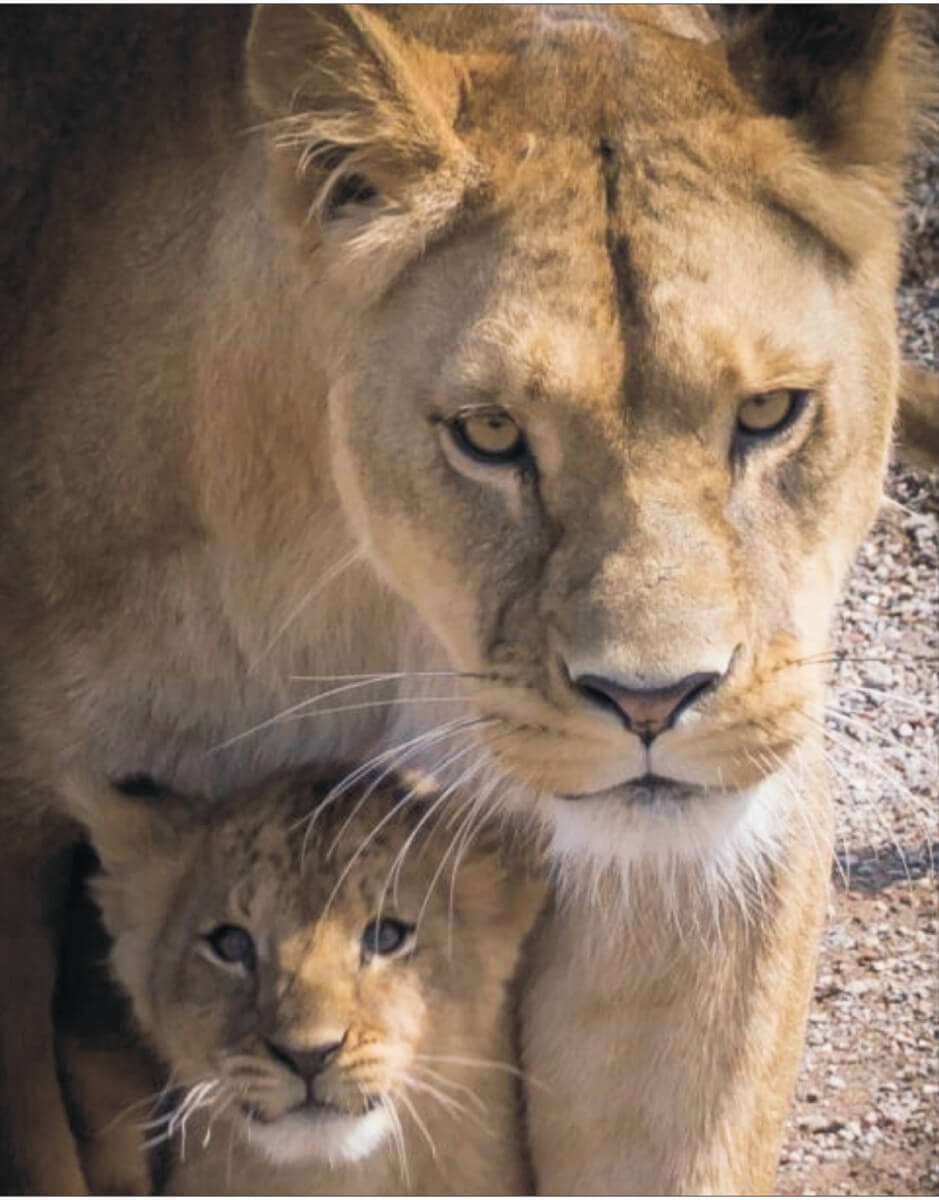 5D Diamond Painting 40x50 cm | Mother Lioness (LG198e) – Diamond painting | Varvikas.Shop