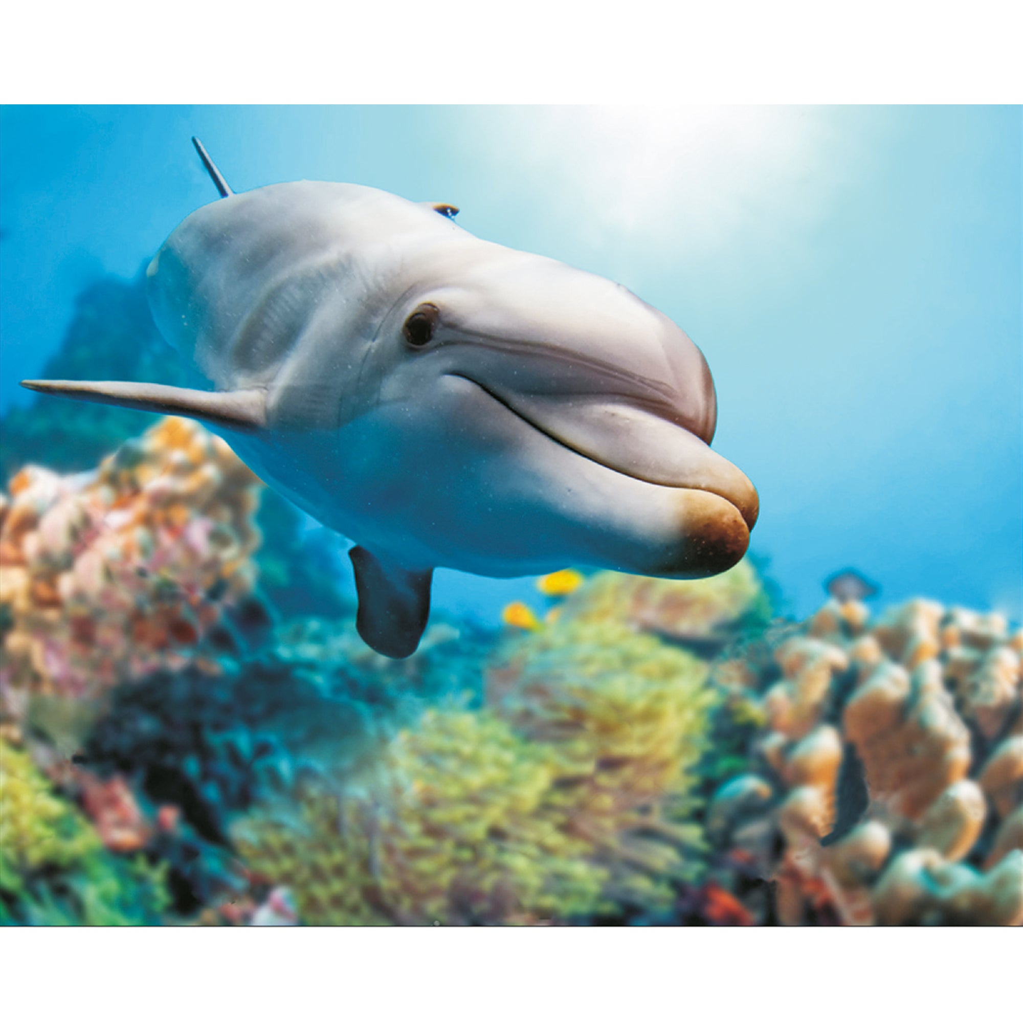 5D Diamond Painting 40x50 cm | Smiling Dolphin (LG222e) – Diamond painting | Varvikas.Shop