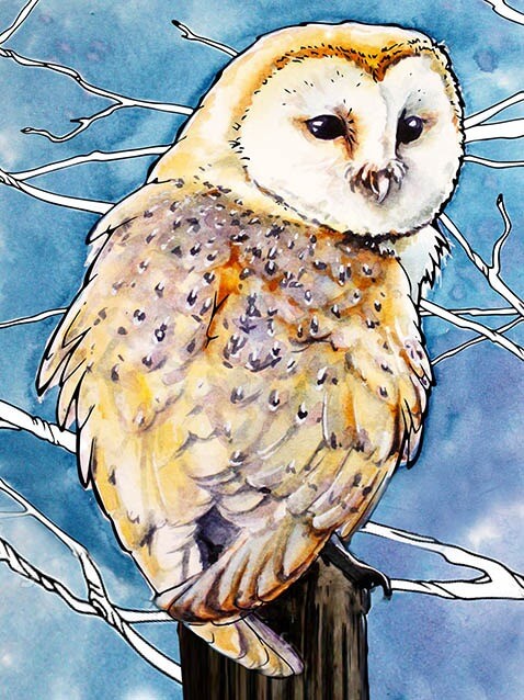 Painting by numbers - ME1124e - Barn Owl Image 1