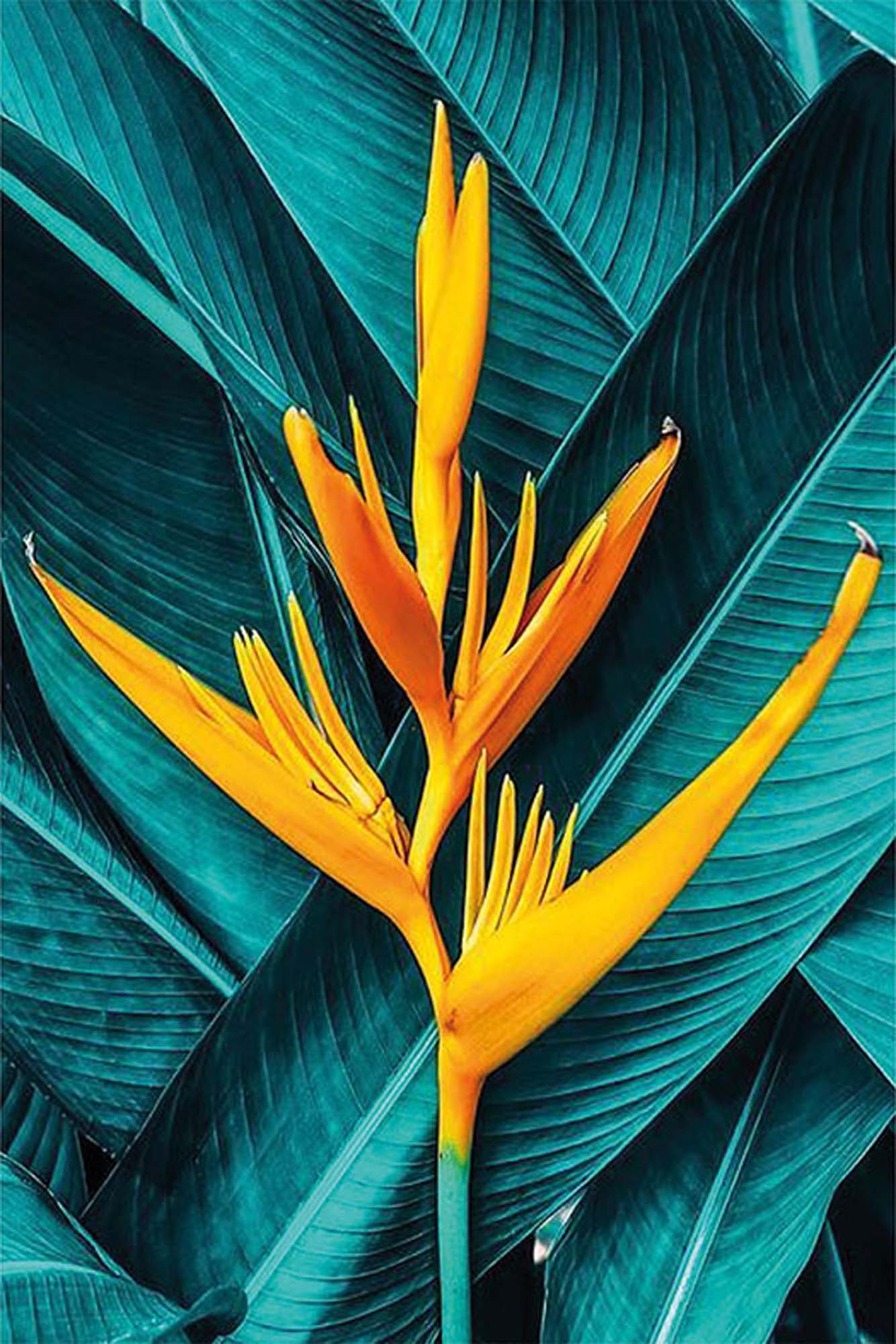 Paint by Numbers 20x30 cm | Exotics (MC1125e) – Painting by numbers | Varvikas.Shop