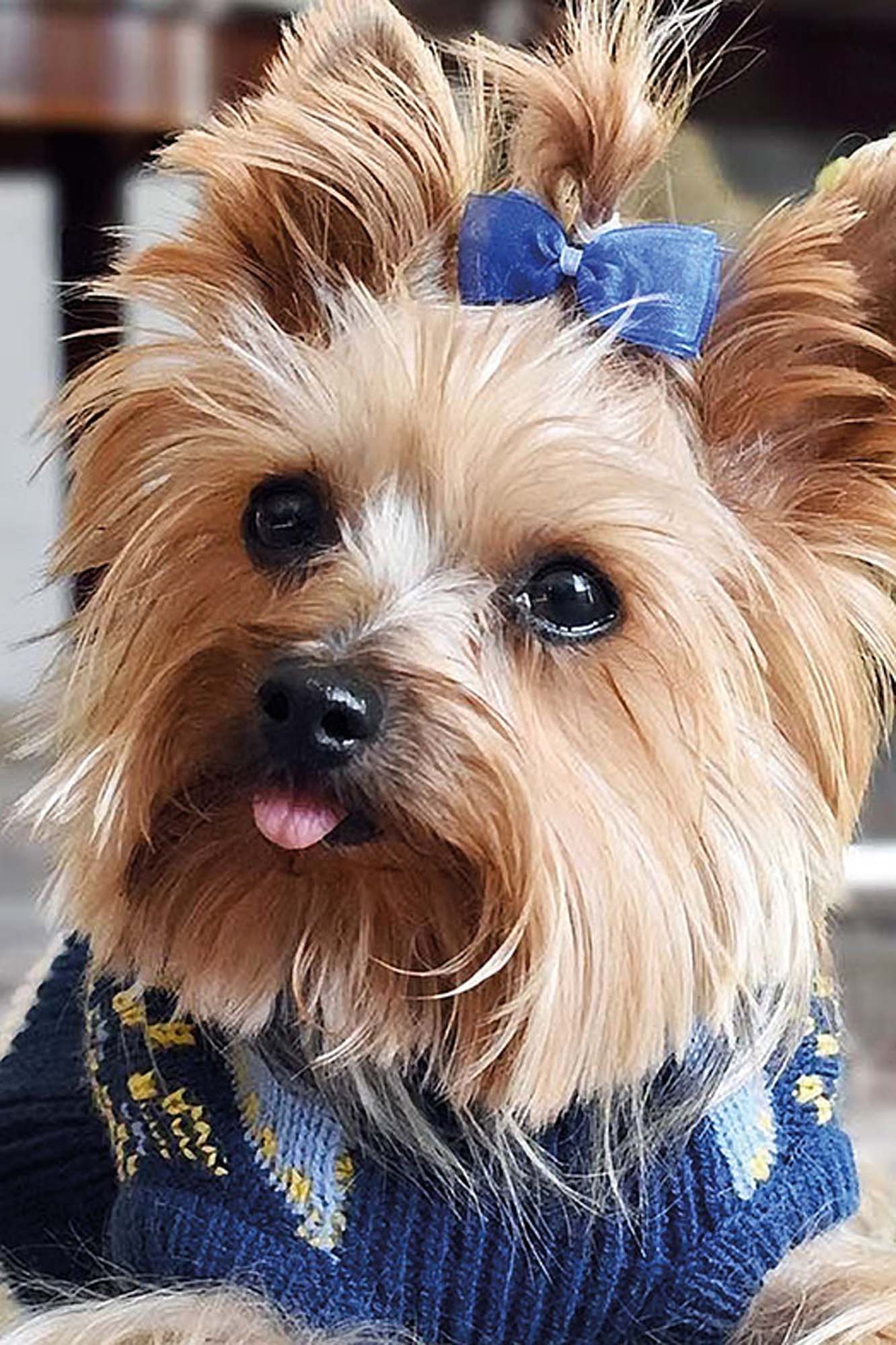 Paint by Numbers 20x30 cm | Fluffy fashionista (MC1130e) – Painting by numbers | Varvikas.Shop