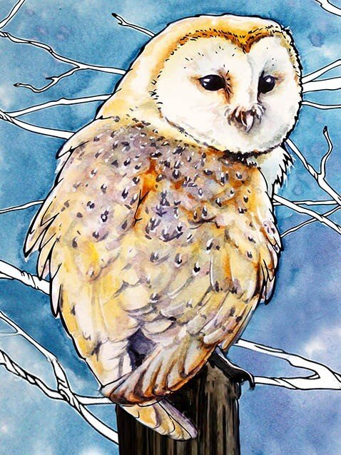 Paint by Numbers 30x40 cm | Barn Owl (ME1124e) – Painting by numbers | Varvikas.Shop
