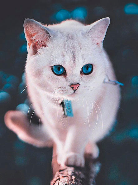 LE126e - Blue-eyed fluffy kitten