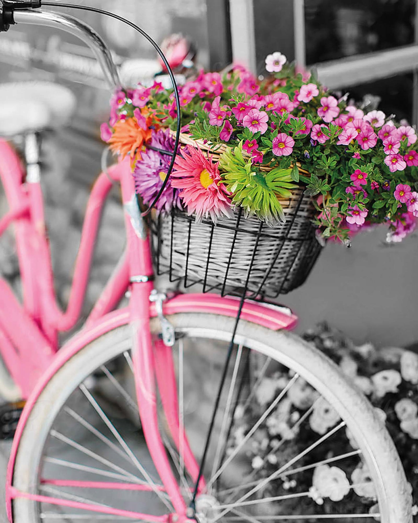 MG2464e - Pink bicycle